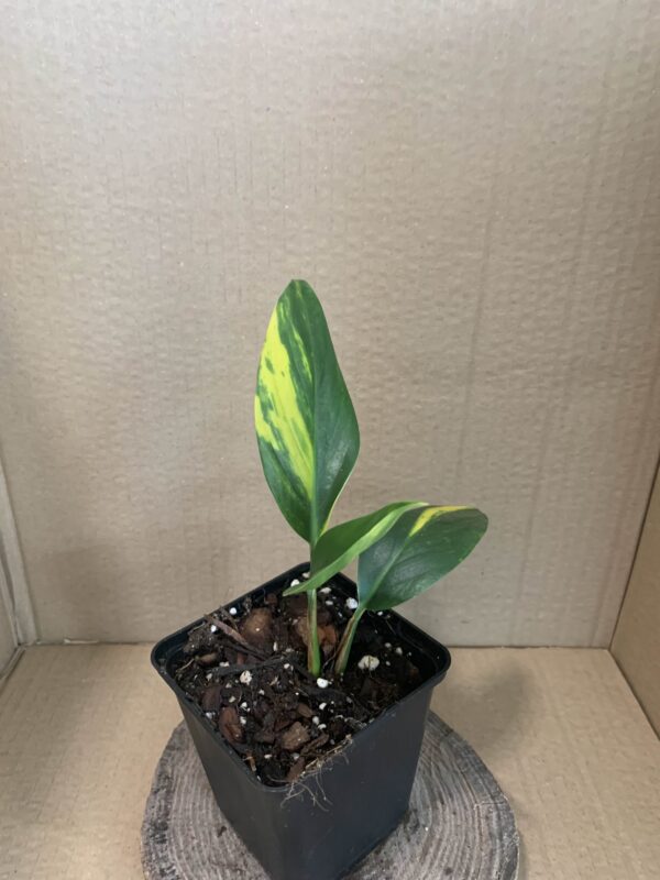 Scindapsus coriaceus variegata