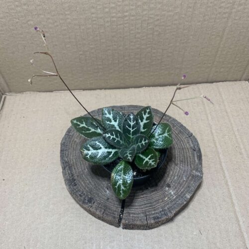 Primulina sinovietnamica