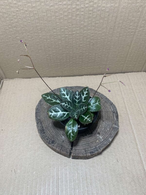 Primulina sinovietnamica