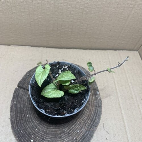 IMG_7520 Piper sp. Mini