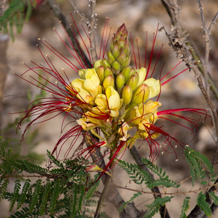 Erythrostemon gilliesii – Paradiesvogelbusch