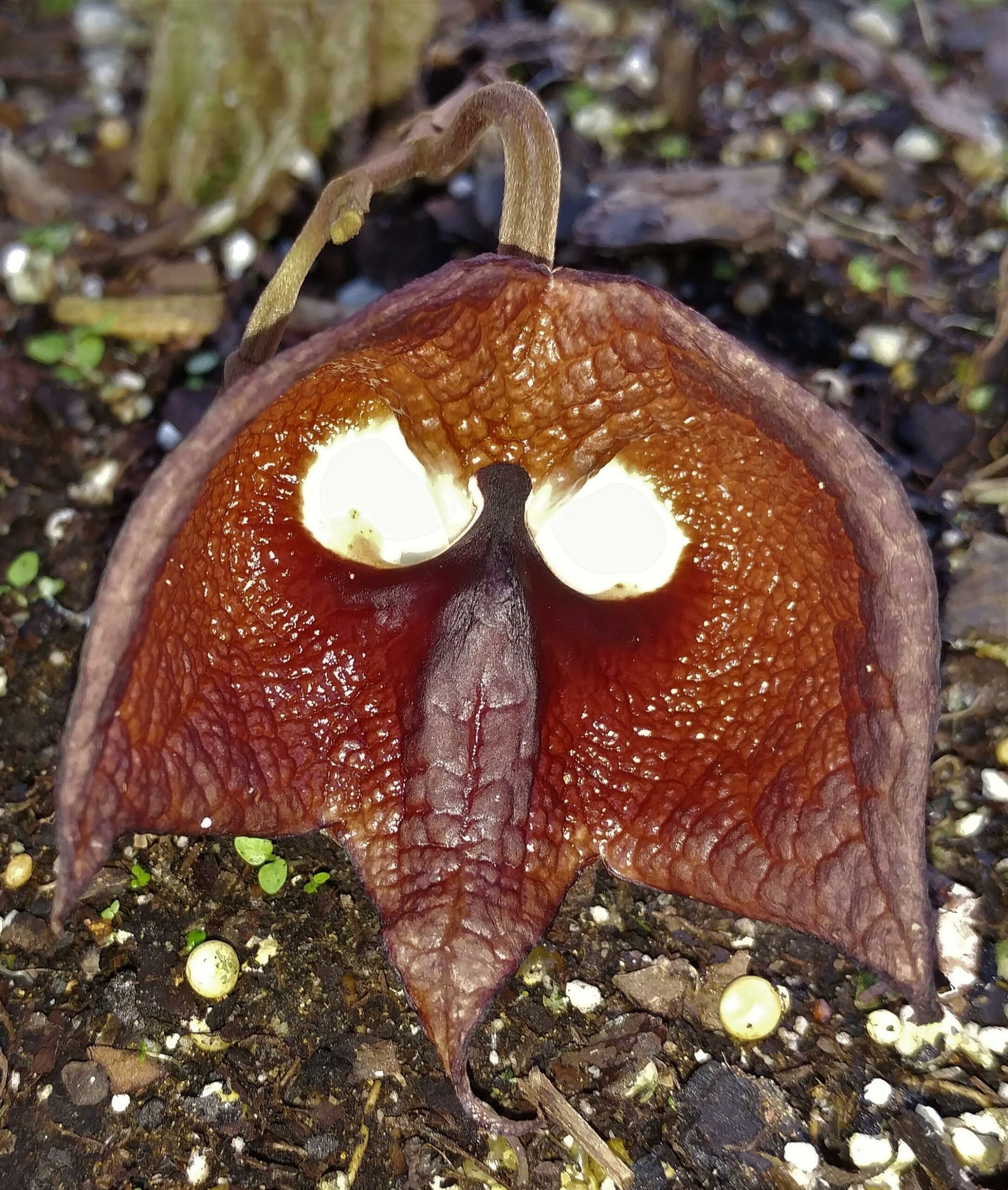Aristolochia salvadoriensis