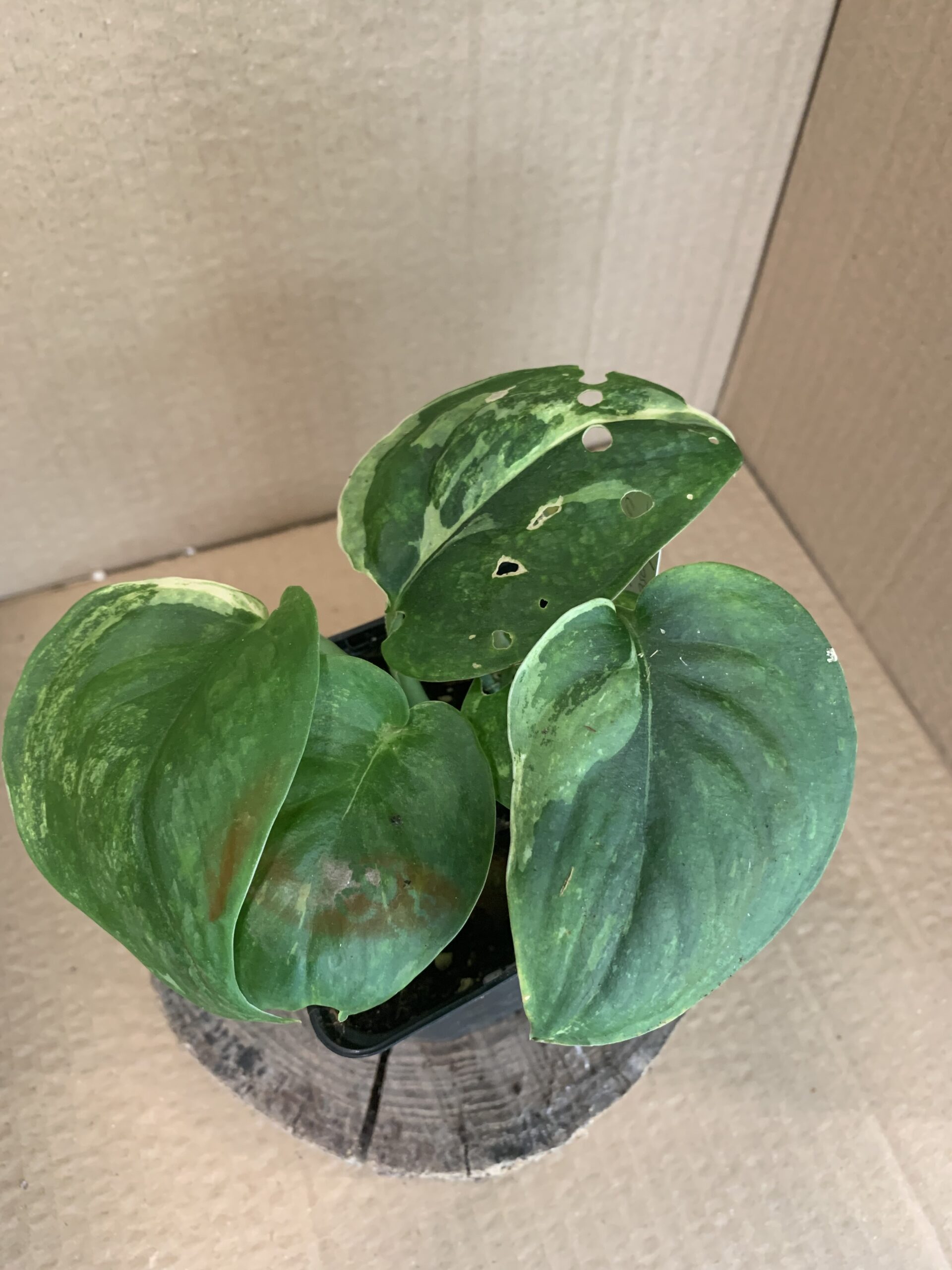 Scindapsus Mangurai variegata