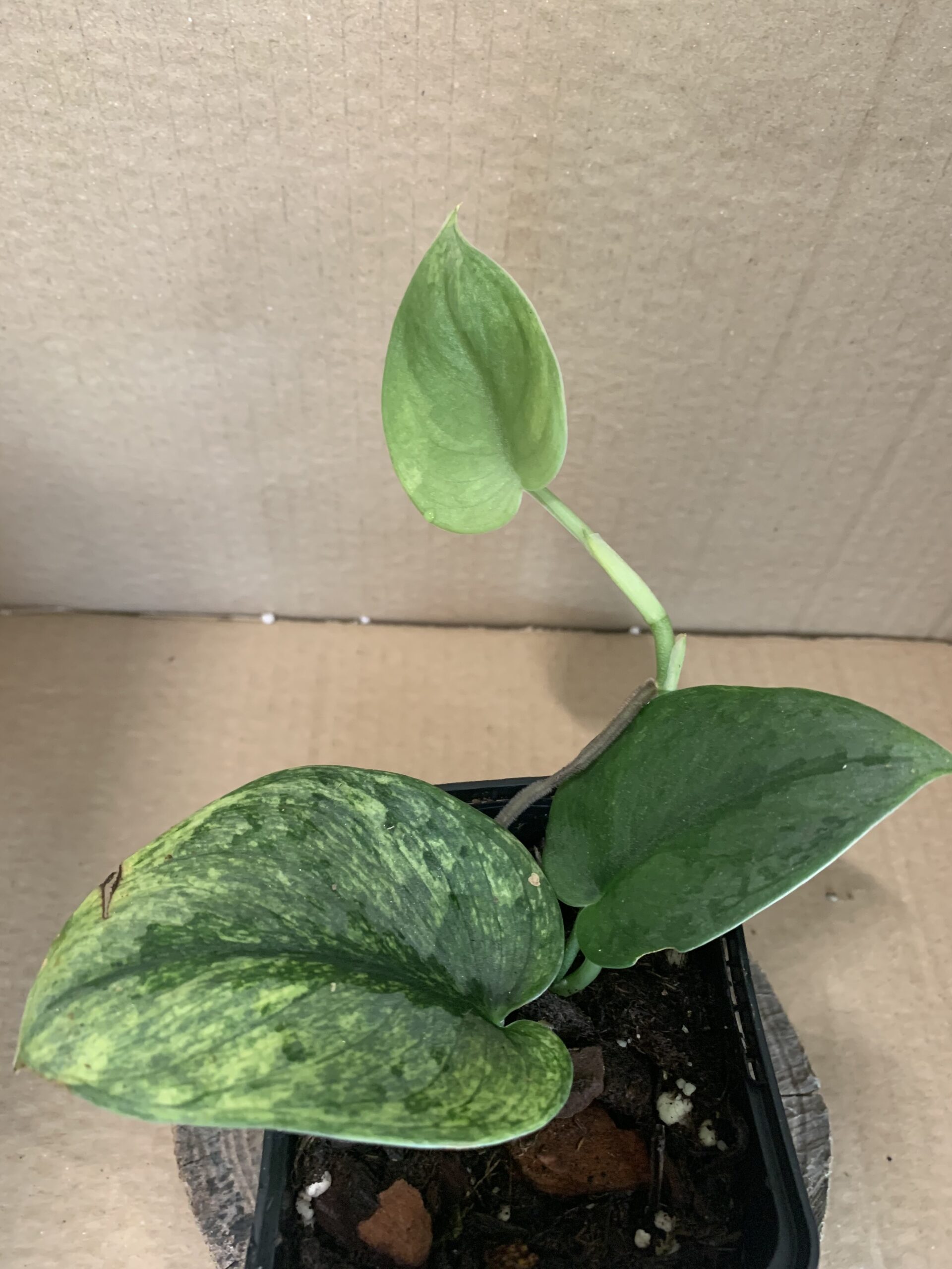 Scindapsus Exotica Hologram