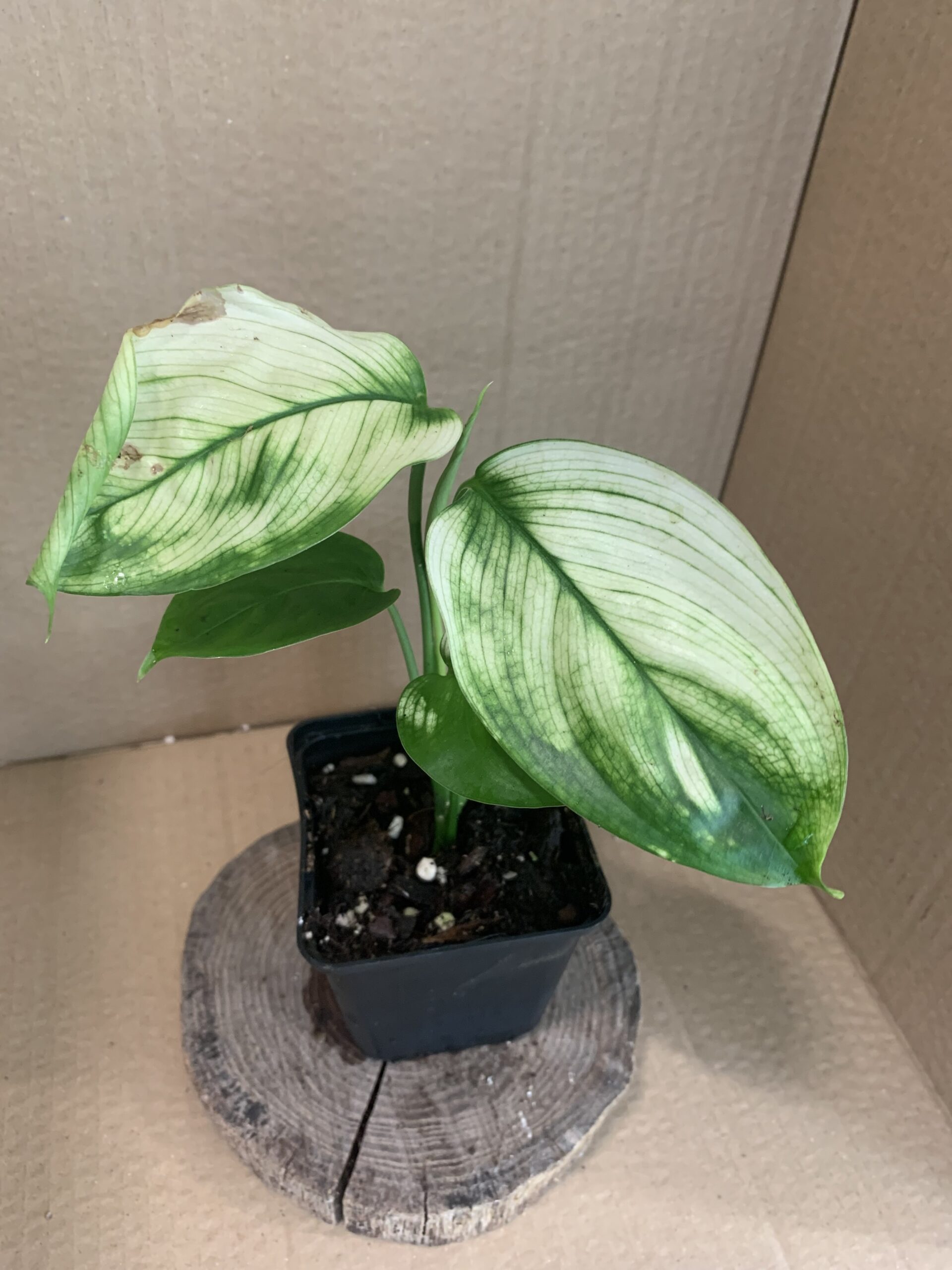 Scindapsus White Monster