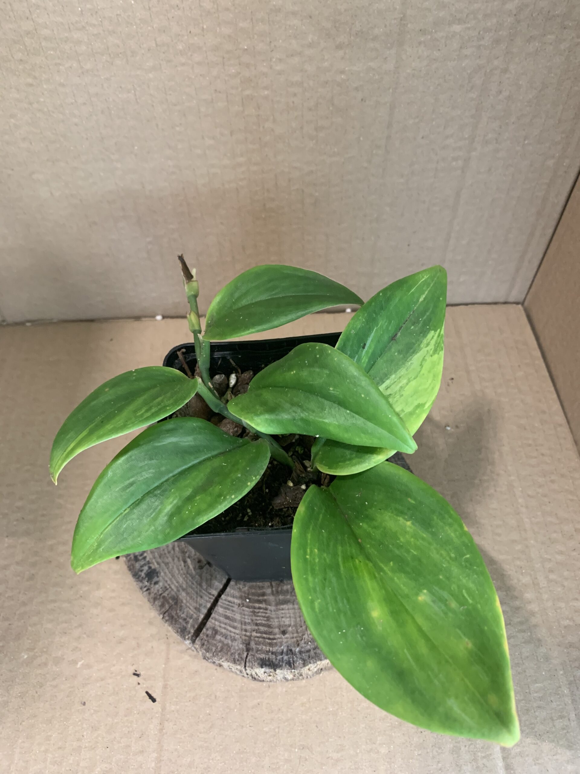 Scindapsus treubii Moonlight aurea variegata