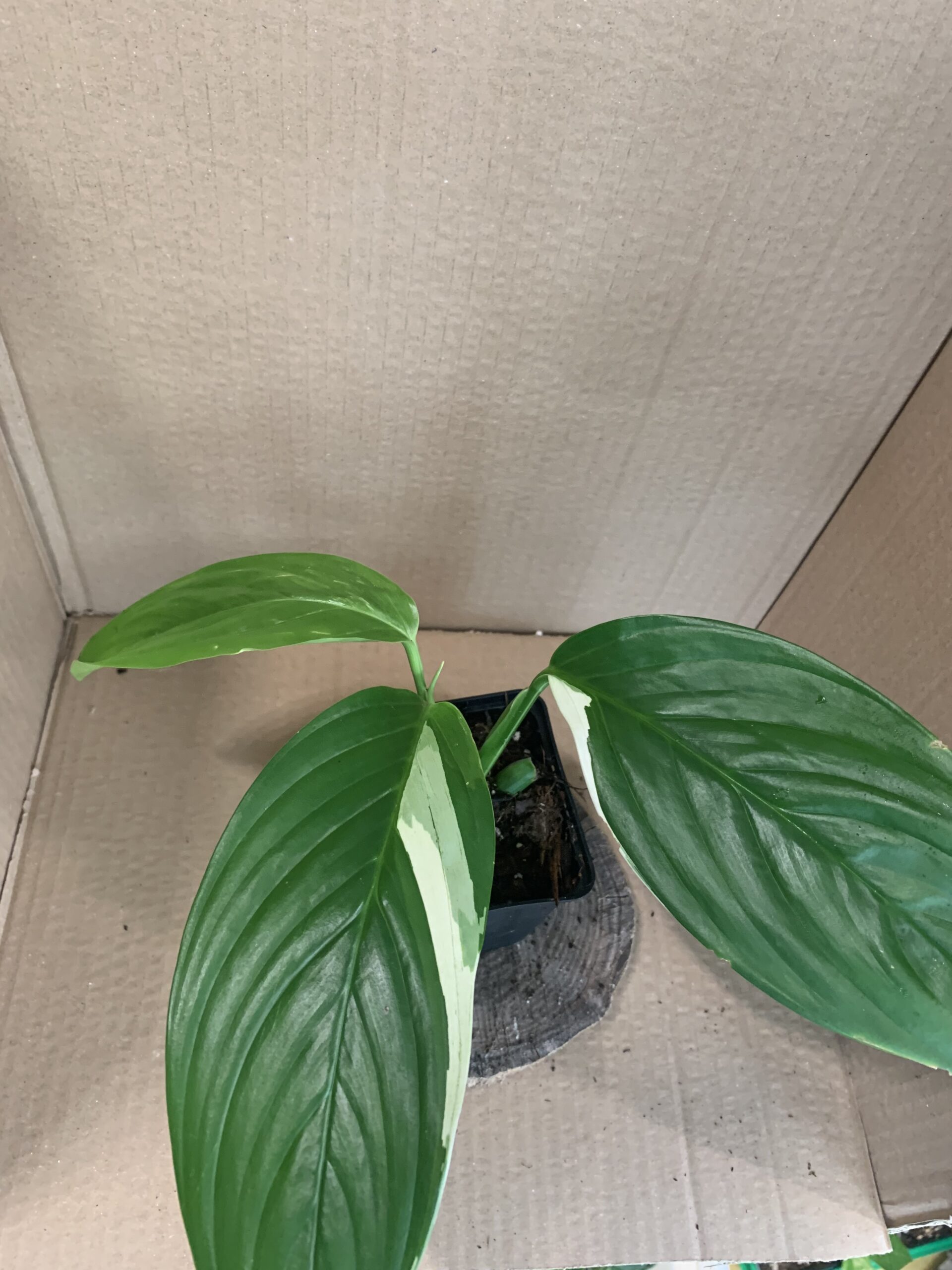 Scindapsus perakensis albo variegata