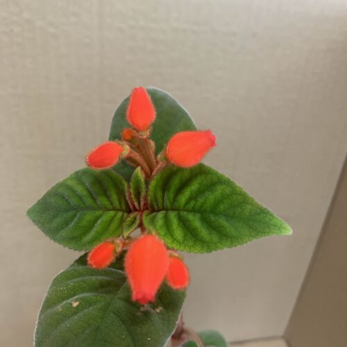Pearcea abunda