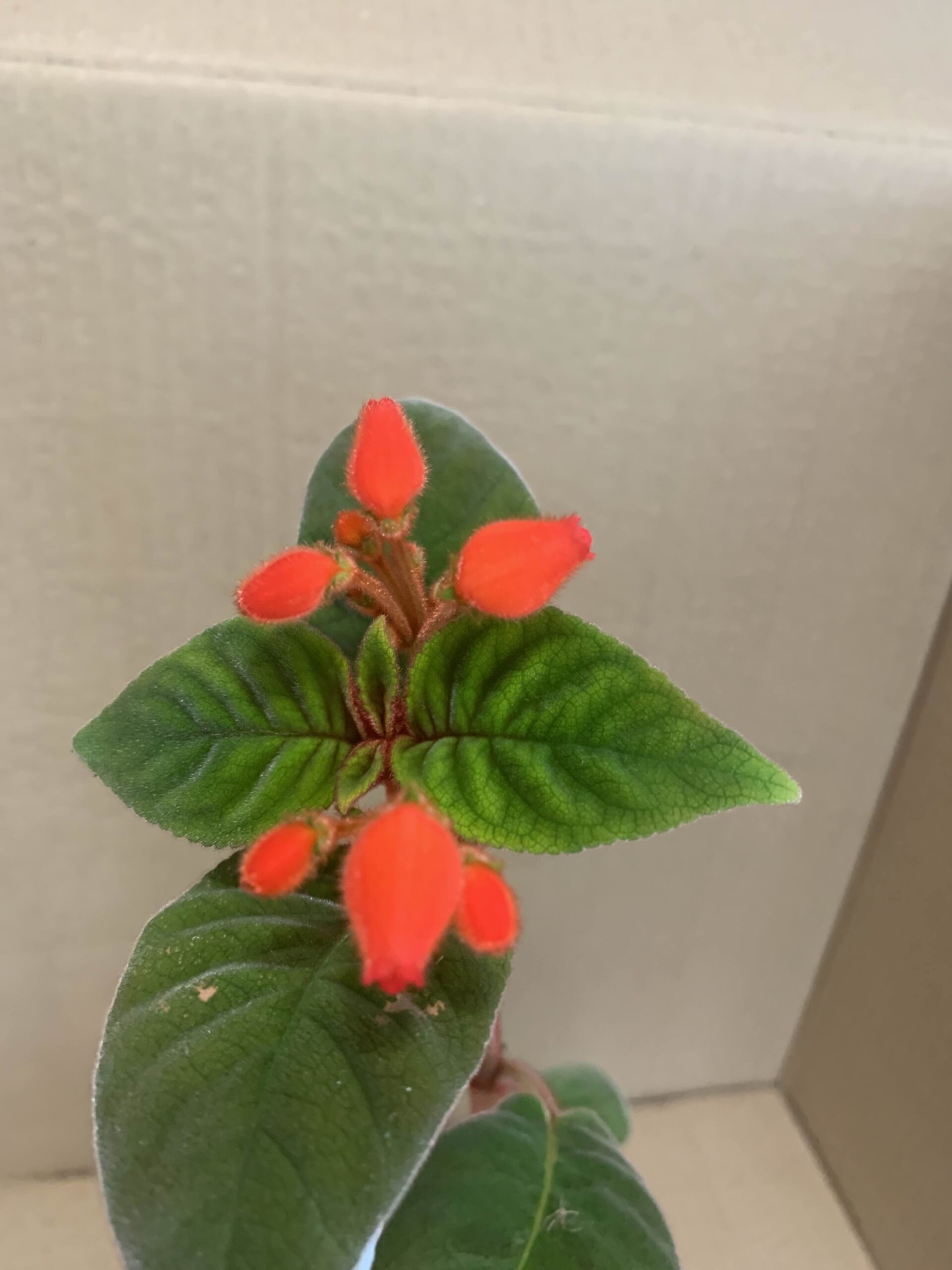 Pearcea abunda