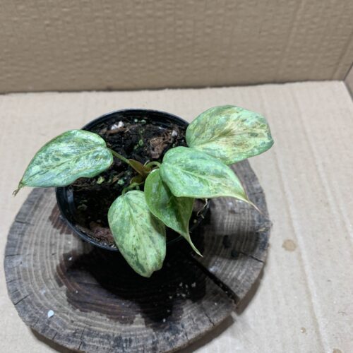 Philodendron sodiroi variegata