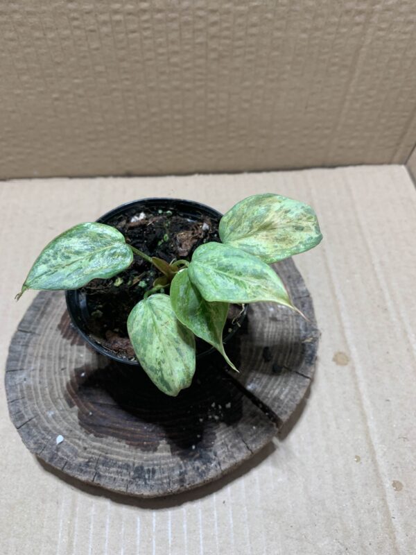IMG_6293 Philodendron sodiroi variegata