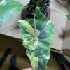 Thaumatophyllum williamsii variegata