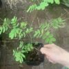 Caesalpinia pulcherrima, Pfauenstrauch