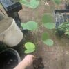 Bauhinia variegata Rosa Orchideenbaum