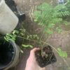 Delonix regia Flammenbaum