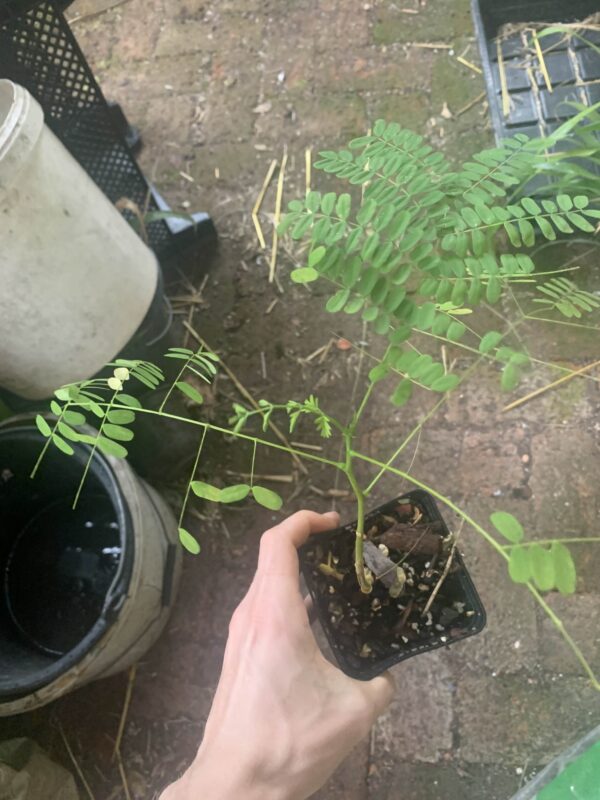 Delonix regia Flammenbaum