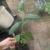Lagunaria patersonii, Norfolkeibisch