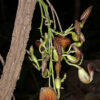 Aristolochia maxima