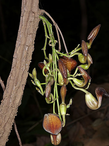 Aristolochia maxima