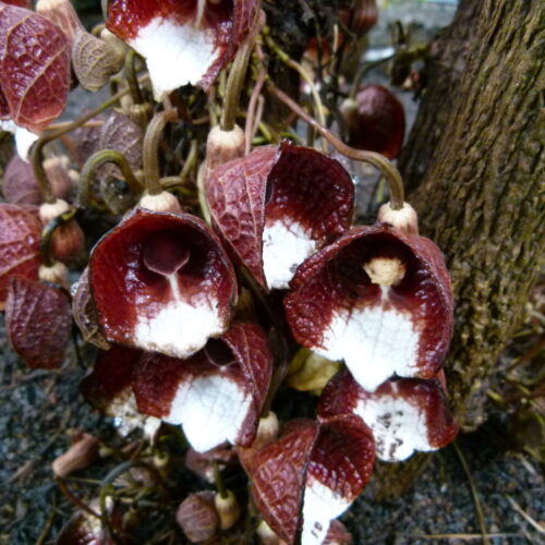 Aristolochia arborea