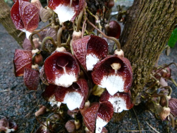 IMG_6401 Aristolochia arborea