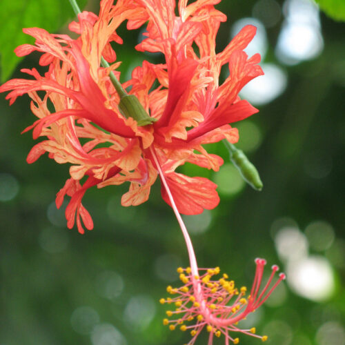 Hibiscus schizopetalus