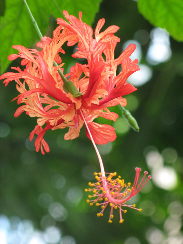 IMG_6403 Hibiscus schizopetalus