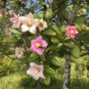 Lagunaria patersonii, Norfolkeibisch