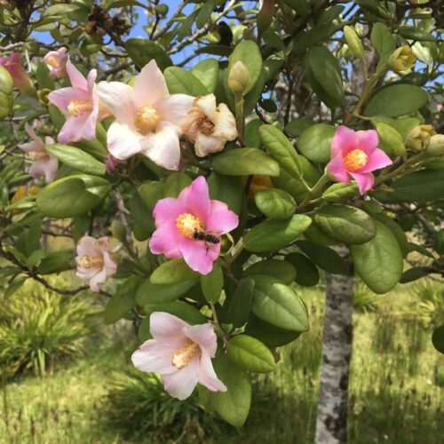 Lagunaria patersonii, Norfolkeibisch