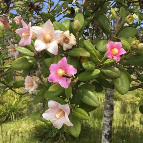 IMG_6406 Lagunaria patersonii, Norfolkeibisch