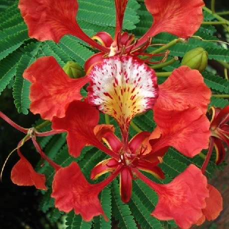 Delonix regia Flammenbaum