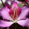 Bauhinia variegata Rosa Orchideenbaum