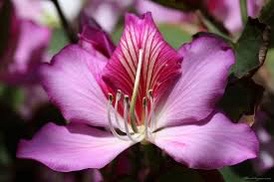 Bauhinia variegata Rosa Orchideenbaum