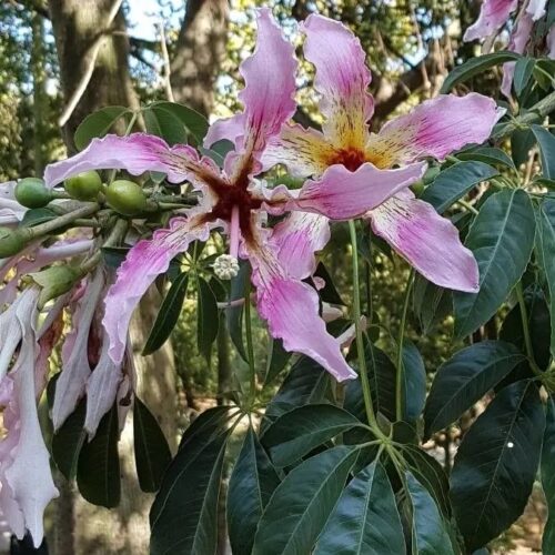 Ceiba speciosa, Florettseidenbaum