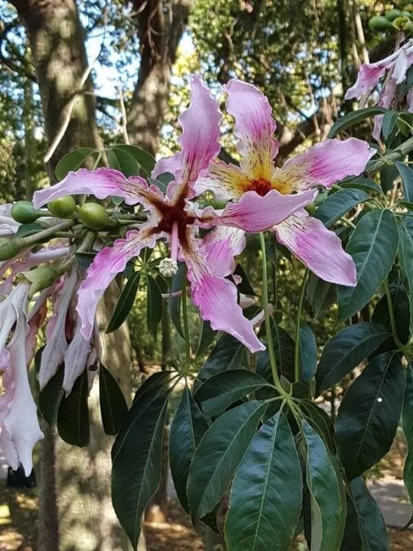 IMG_6413 Ceiba speciosa, Florettseidenbaum
