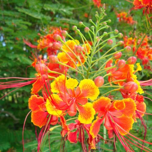 Caesalpinia pulcherrima, Pfauenstrauch