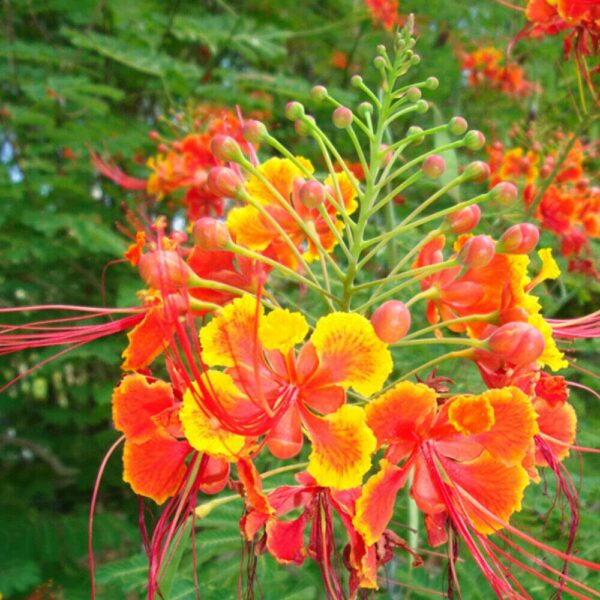 IMG_6416 Caesalpinia pulcherrima, Pfauenstrauch