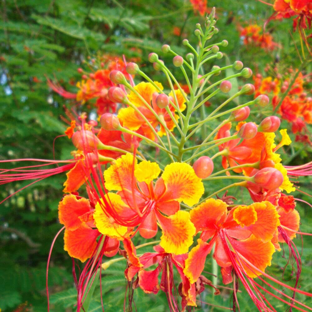 Caesalpinia pulcherrima, Pfauenstrauch