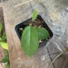 Aristolochia arborea