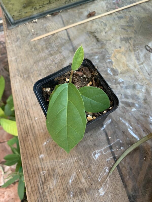 IMG_6610 Aristolochia arborea