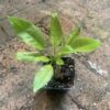 Solandra maxima, Goldkelchwein