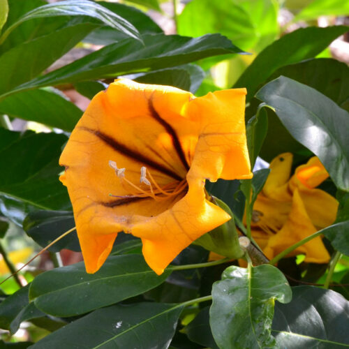 Solandra maxima, Goldkelchwein
