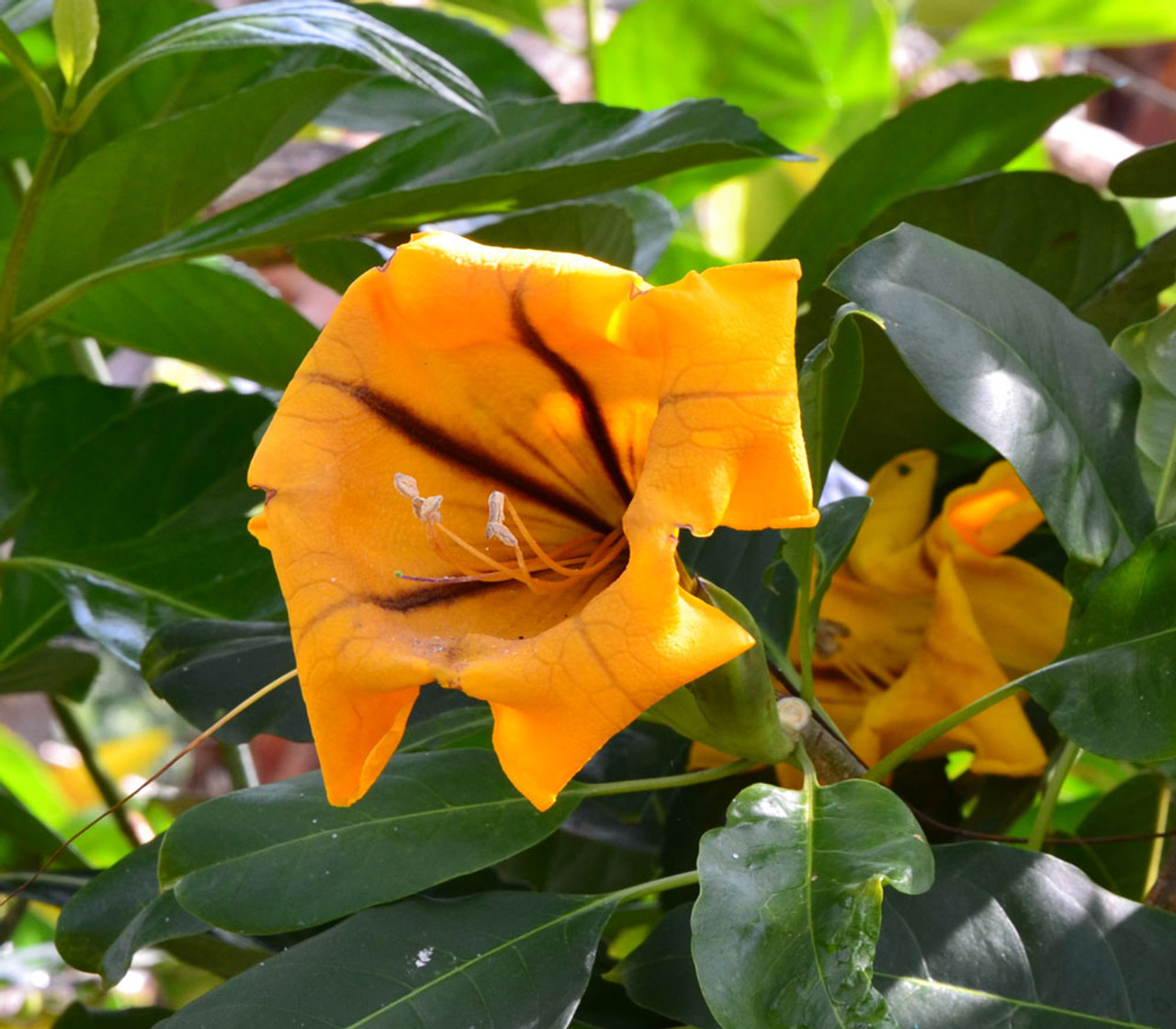 Solandra maxima, Goldkelchwein