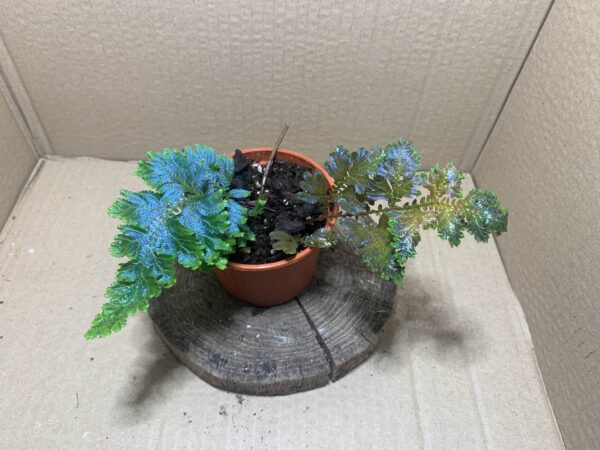 IMG_6656 Selaginella willdenowii