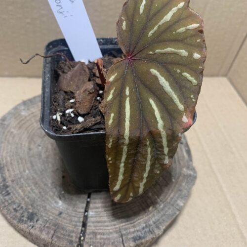 IMG_6895 Begonia keranji