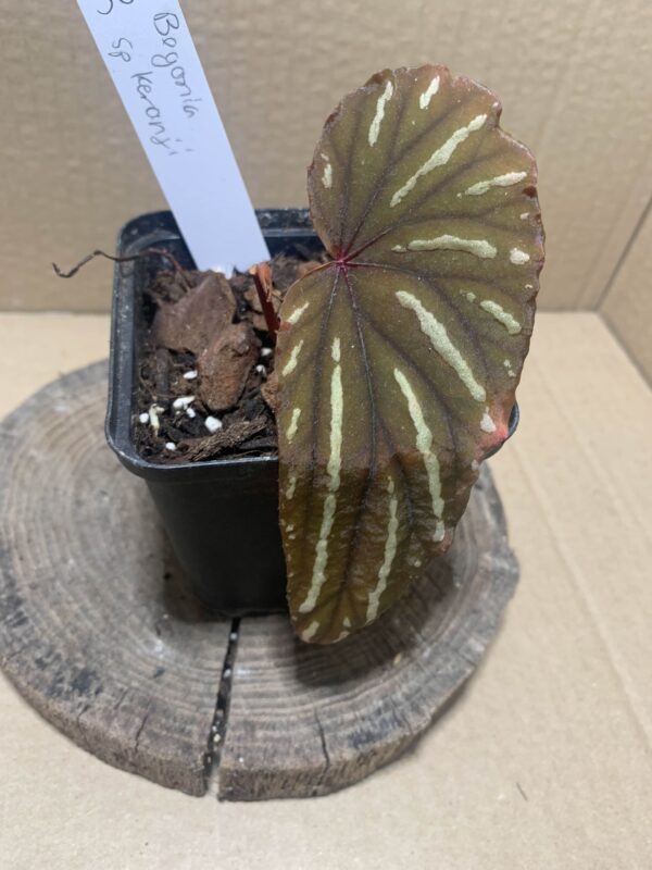 IMG_6895 Begonia keranji