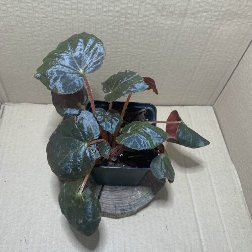 IMG_6908 Begonia metachroa