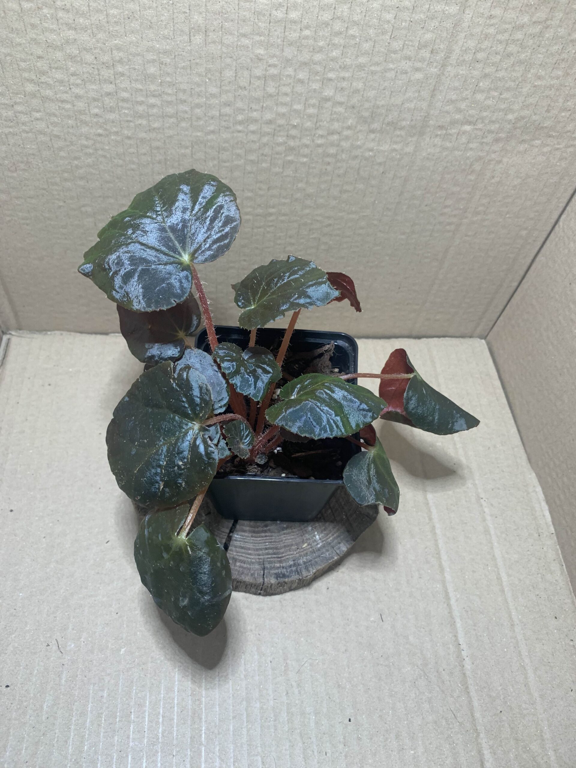 Begonia metachroa