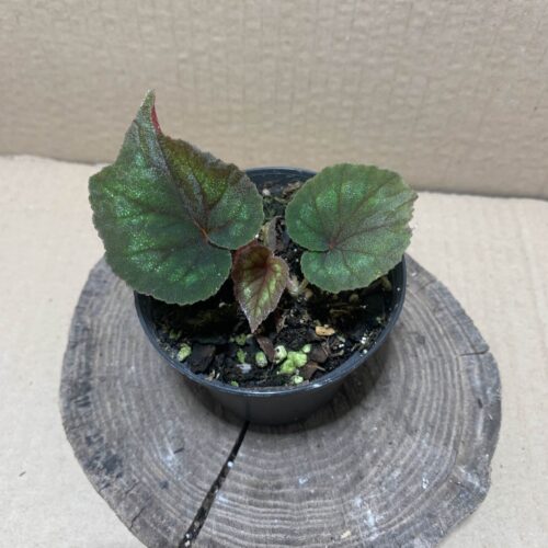 IMG_6909 Begonia cathayana
