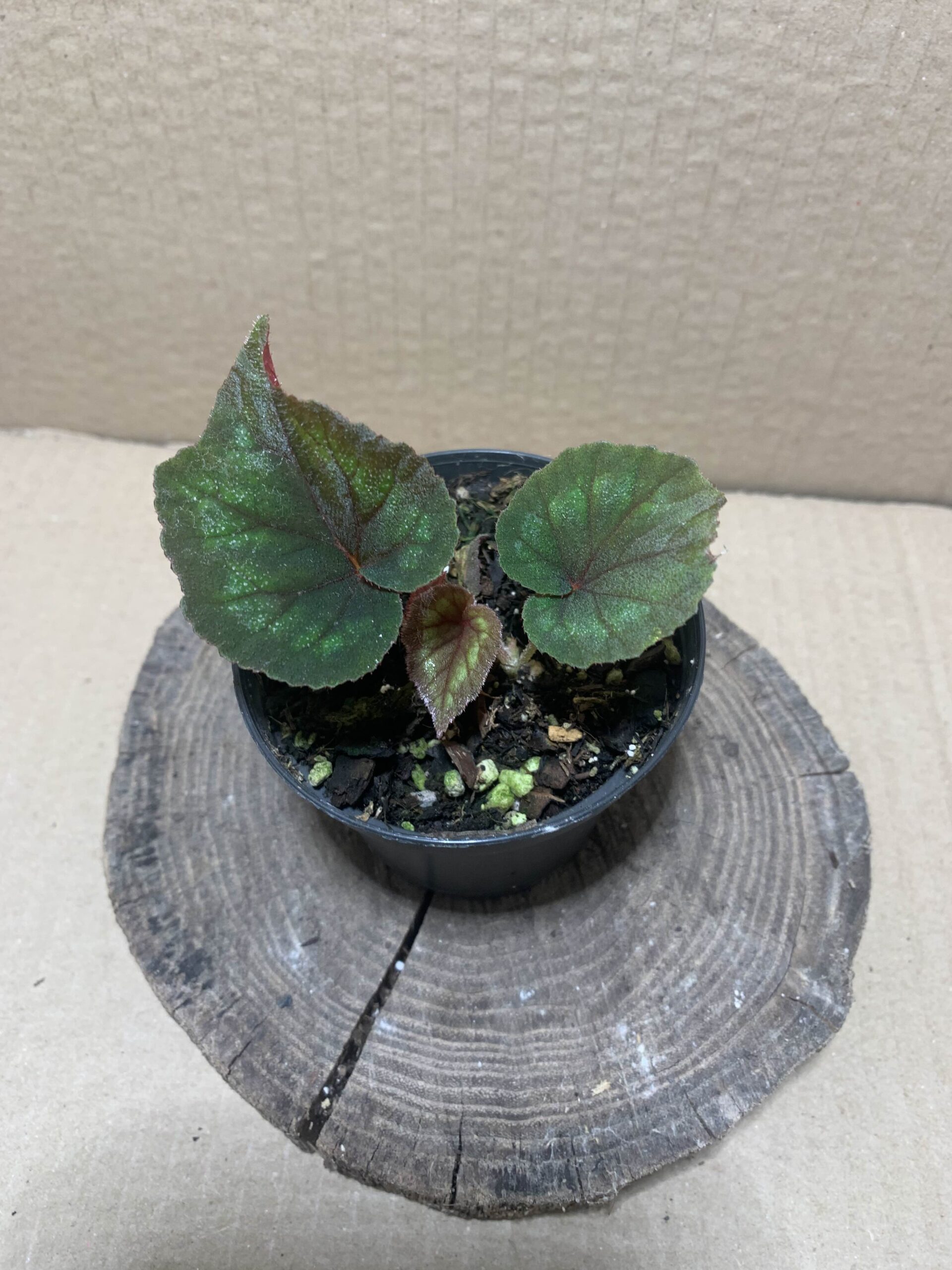 Begonia cathayana